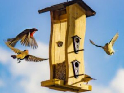 As Aves Que Nos Rodeiam