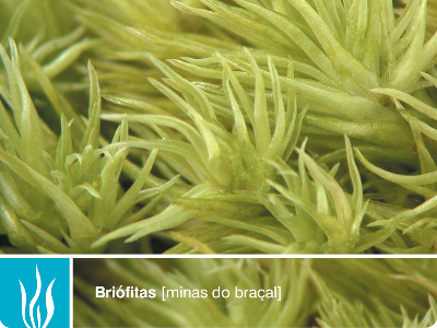 Briófitas - Minas do Braçal