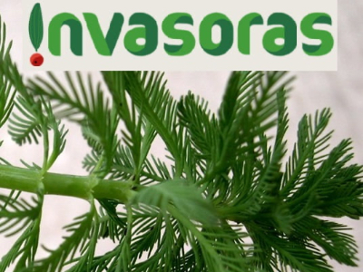 Alerta Invasoras!