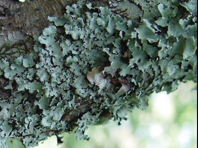 Líquenes no Ribeiro de S. Pedro de Moel