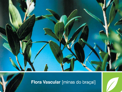 Flora Vascular - Minas do Braçal