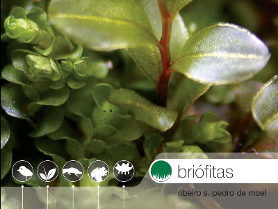 Briófitas no Ribeiro de S. Pedro de Moel