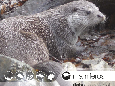 Mamíferos no Ribeiro de S. Pedro de Moel